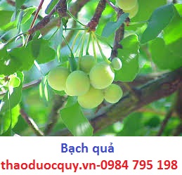 Bạch quả