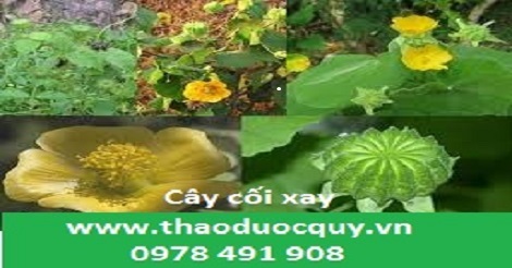 Cây cối xay Cây cối xay