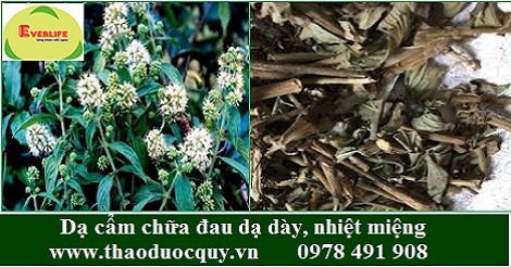 Dạ cẩm - chữa đau dạ dày, nhiệt miệng Dạ cẩm - chữa đau dạ dày, nhiệt miệng