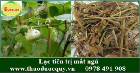 Lạc Tiên chữa mất ngủ Lạc Tiên chữa mất ngủ