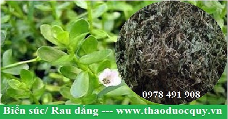 Rau đắng/ Biển súc Rau đắng/ Biển súc