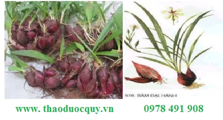 Sâm đại hành Sâm đại hành