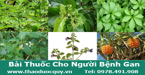 Bài Thuốc Cho Người Bệnh Gan Bài Thuốc Cho Người Bệnh Gan