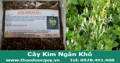Cây Kim Ngân khô Cây Kim Ngân khô
