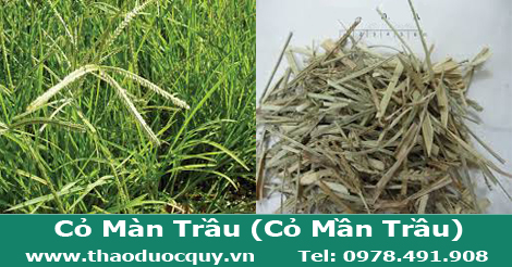 Cỏ màn trầu/ Cỏ mần trầu Cỏ màn trầu/ Cỏ mần trầu