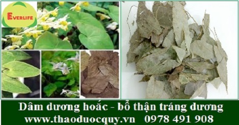 Dâm Dương Hoắc Sapa - Bổ thận tráng dương Dâm Dương Hoắc Sapa - Bổ thận tráng dương