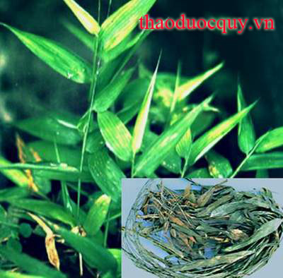 Đạm Trúc Diệp