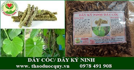 Dây Cóc (Dây Kí Ninh, Dây Thần Thông) Dây Cóc (Dây Kí Ninh, Dây Thần Thông)