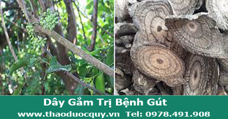 Dây Gắm - Trị Đau Nhức Xương Khớp, Gút Dây Gắm - Trị Đau Nhức Xương Khớp, Gút