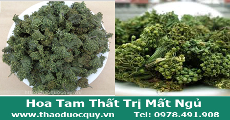Hoa Tam Thất Siêu Non Trị Mất Ngủ Hoa Tam Thất Siêu Non Trị Mất Ngủ