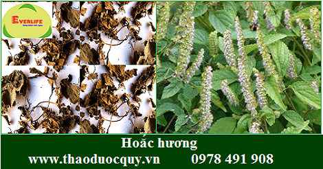 Hoắc hương Hoắc hương