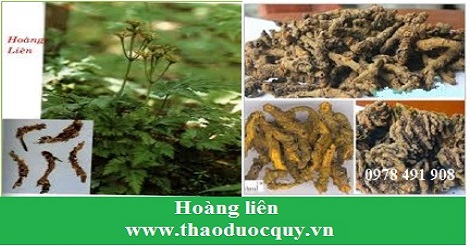 Hoàng liên