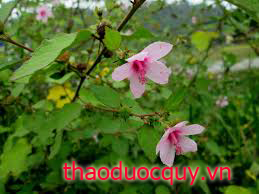 Ké Hoa Đào