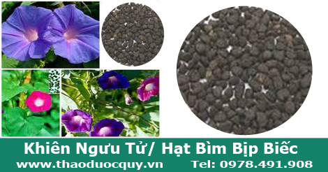 Khiên ngưu tử/ hắc sửu/Hạt bìm bìm Khiên ngưu tử/ hắc sửu/Hạt bìm bìm