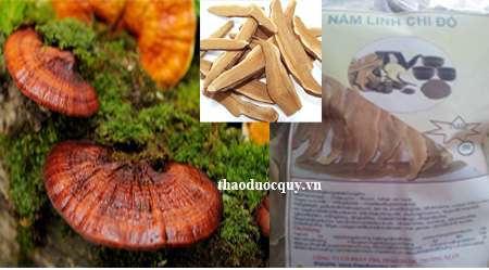 Nấm Linh Chi/ Nấm Linh Chi Đỏ Thái Lát Nấm Linh Chi/ Nấm Linh Chi Đỏ Thái Lát