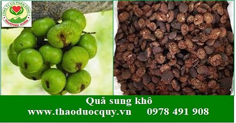 Quả sung- Quả sung-