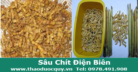 Sâu Chít Điện Biên Sâu Chít Điện Biên