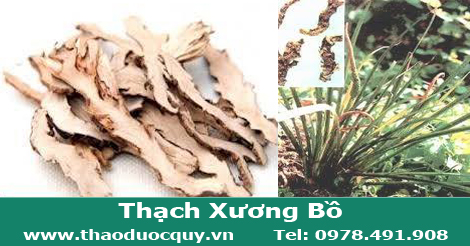 Thạch Xương Bồ Thạch Xương Bồ
