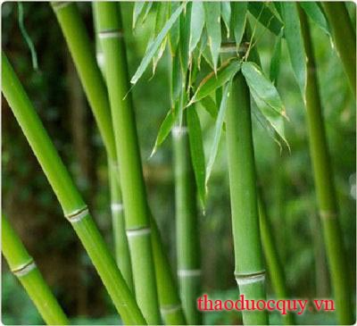 Trúc Diệp