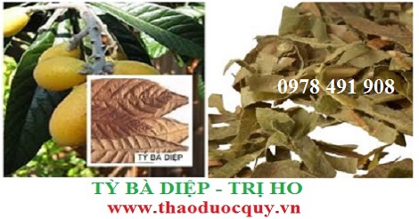Tỳ bà diệp - trị ho Tỳ bà diệp - trị ho