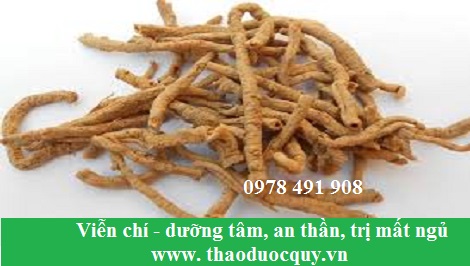 Viễn chí - dưỡng tâm an thần Viễn chí - dưỡng tâm an thần