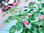 Cách dùng cây dừa cạn làm thuốc