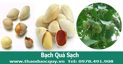 h&igrave;nh ảnh bạch quả tươi v&agrave; bạch quả kh&ocirc;