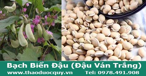 đậu ván trắng