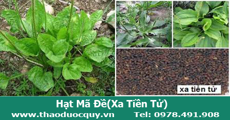 Hạt bông mã đề, Xa tiền tử