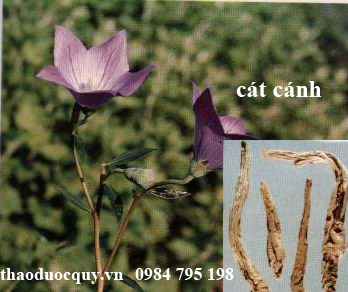 c&aacute;t c&aacute;nh