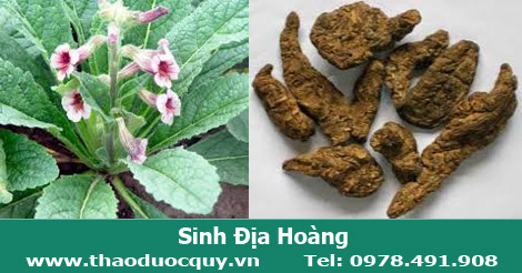 Sinh địa ho&agrave;ng